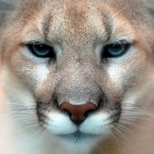 Cougar